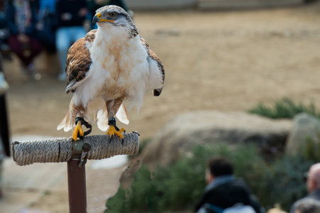 Trained golden eagle. Yellow beak and legs