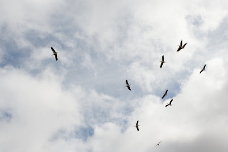 Storks are large, long-legged, long-necked wading birds with long, stout bills. They belong to the...