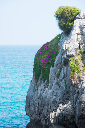 Cantabrian coast in summer. Rock with pink flowers. Spainの写真素材