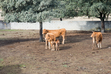 Group of animals in a farm. Calf looking to the camera. Extremadura, Spainの写真素材