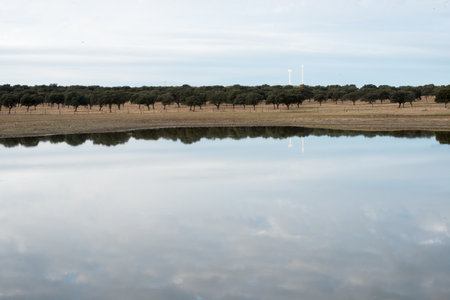 Tranquil rural scene. Trees near reservoir of water. Clouds reflecting in water. Extremadura, Spainの写真素材
