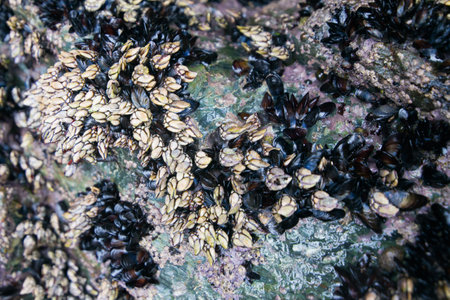 Close up of marine rock with barnacles and mussels. Backgrounds with Pollicipes pollicipes and Mytilus galloprovincialisの写真素材