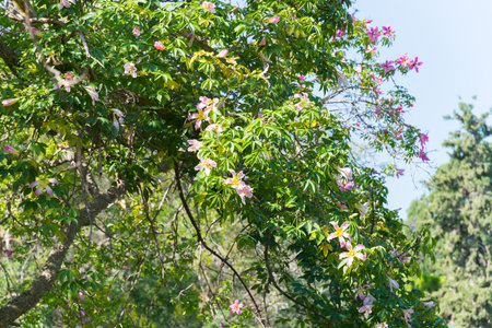 Ceiba speciosa, the silk floss tree, formerly Chorisia speciosa, species of deciduous tree that is native to the tropical and subtropical forests of South America. The trunk is studded with thick, sharp conical prickles that deter wild animals from climbing the trees. In younger trees, the trunk is green and capable of performing photosynthesis when leaves are absent. Flowers are similar to hibiscus flowers. They attract pollinators.の写真素材