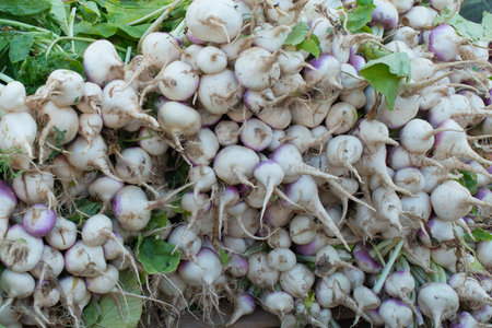Backgrounds. Pile of organic turnips in a market. Douz market, Tunisiaの写真素材