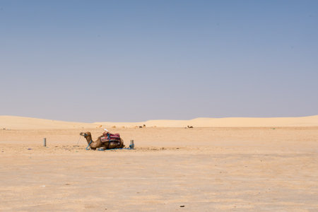 Resting camel in a desertic landscape. Sahara desert near Tozeur, Tunisiaの写真素材