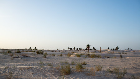 Sahara desert with palm trees in background close to sunset. Tunisiaの写真素材
