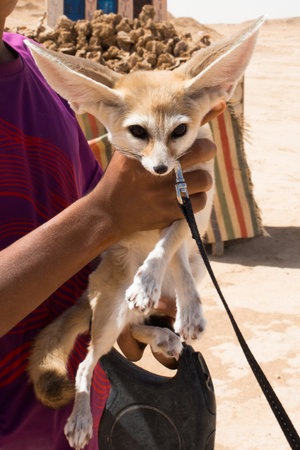 Unrecognizable person holding a Fennec fox, vulpes zerda, with large ears and leash. Tunisiaの写真素材