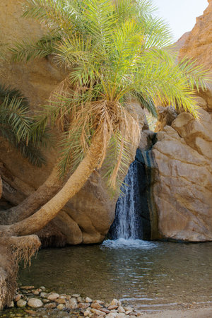 Beautiful waterfall with date palms at Chebika, Tunisia. No people, sunny dayの写真素材