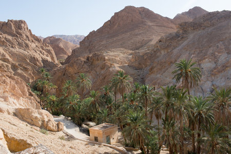 Beautiful walk among date palms. Chebika, Tunisia. Chebika is approximately 8km from the border with Algeria.の写真素材