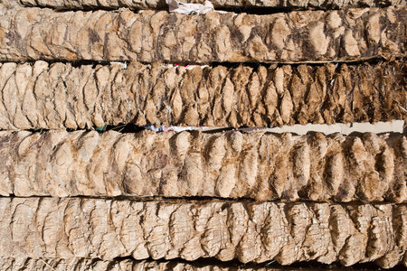 Date palm trunks used as ceilings for construction. Tunisiaの写真素材