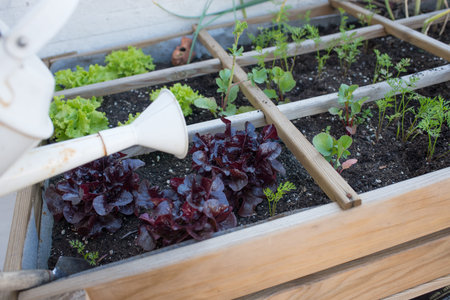 Watering vegetables on a growing table. Lettuce, radish, carrot