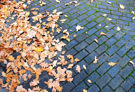 Beautiful autumn leaves on the stone pavement