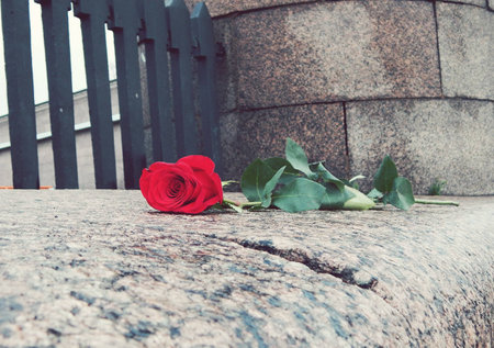 Red rose on a stone curbの写真素材