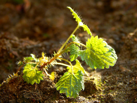Green young plant on earth backgroundの写真素材