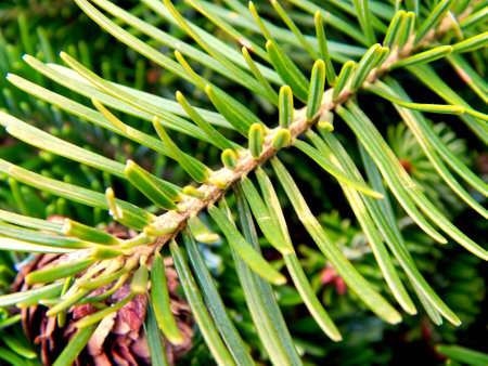 The pine branch of Christmas tree close-up