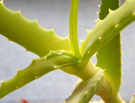 Green aloe vera plant closeupの写真素材