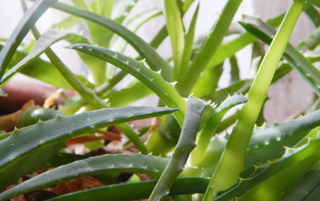 Green aloe vera plant closeupの写真素材