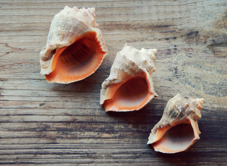 Seashell on a wooden background