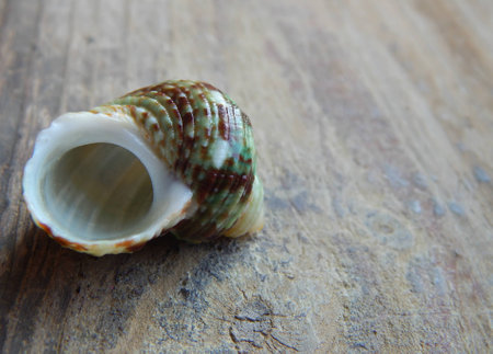 Seashell on a wooden background