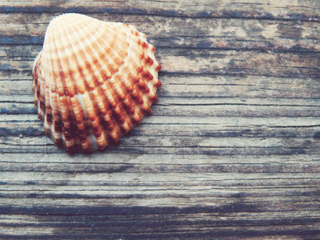 Seashell on a wooden background