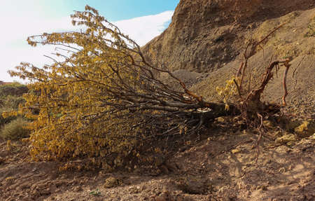 a fallen tree on the ground