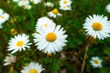 field of daisies on spring timeの写真素材