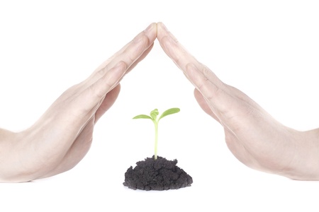 Sprout in hands on white background  の写真素材