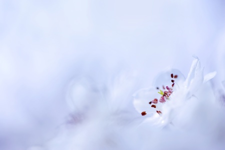 Spring blossoms on blue background の写真素材
