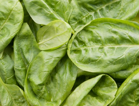 Fresh moist spinach background 