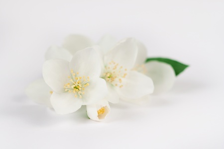 Jasmine flowers on white backgroundの写真素材