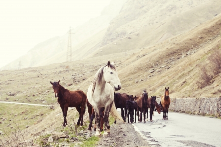 Herd of horses on a road in the mountains  Georgia  の写真素材