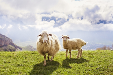 Sheep on green meadow in the mountainsの写真素材