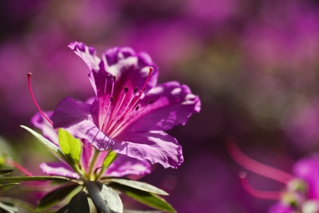 Pink azalea flower in the gardenの写真素材