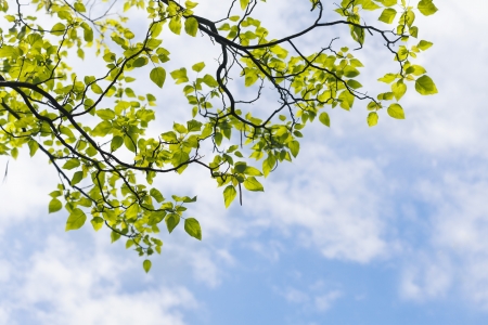 Fresh green leaves in the spring against blue sky.の写真素材