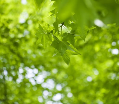 Fresh green leaves of maple の写真素材