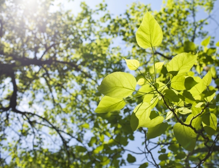 Fresh green leaves in the spring.の写真素材