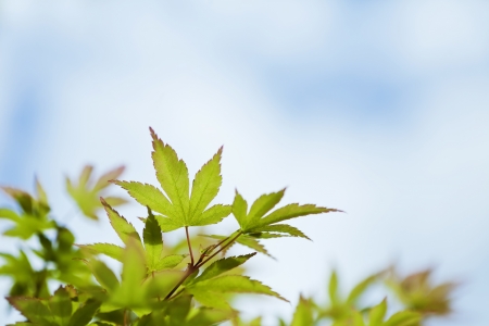 Japanese maple green leaves and sky background