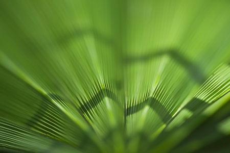Green palm leaf texture for background の写真素材