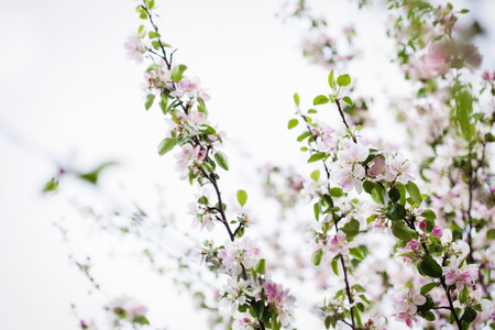 Apple flowers in spring against blue skyの写真素材