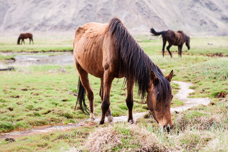 Grazing horses in the mountains. Stepantsminda, Georgiaの写真素材