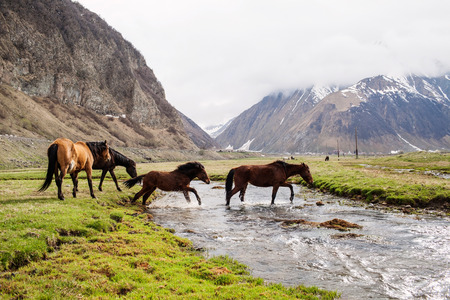 Grazing horses in the mountains. Stepantsminda, Georgiaの写真素材