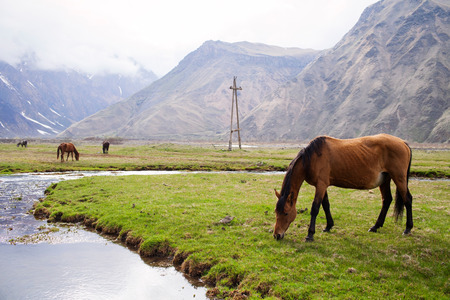 Grazing horses in the mountains. Stepantsminda, Georgiaの写真素材