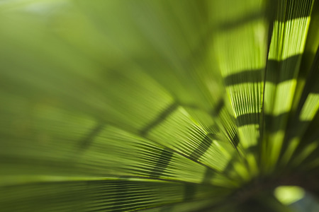 Green palm leaf texture for background.の写真素材