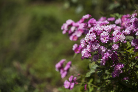 Pink roses against green gardenの写真素材