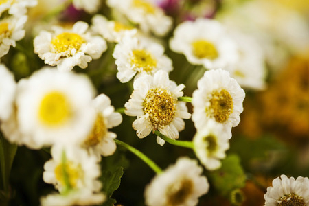 Camomile macro photography on blurred backgroundの写真素材