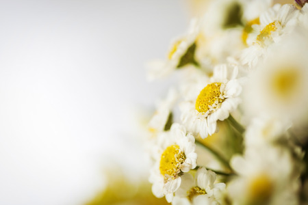 Camomile macro photography on blurred backgroundの写真素材