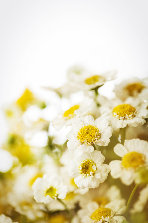 Camomile macro photography on blurred backgroundの写真素材