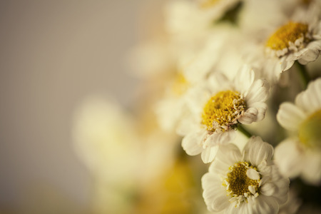 Camomile macro photography on blurred backgroundの写真素材