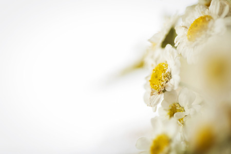 Camomile macro photography on blurred backgroundの写真素材