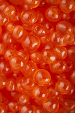 Delicious red salmon caviar macro photoの写真素材